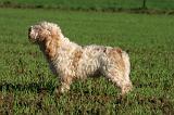 PTIT BASSET GRIFFON V.  025